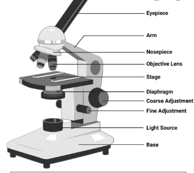 Biology essay question and answer Outline parts of a light microscope ...